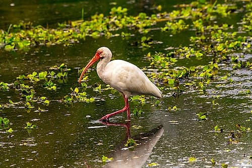 USA-Florida-Sarasota-Myakka River State Park-White Ibis Coastal Print